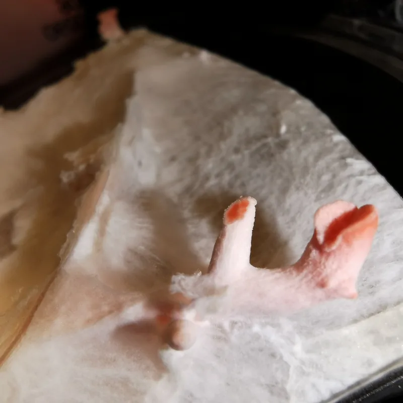 seta rosa (Pleurotus djamor), rasgos para identificarlo