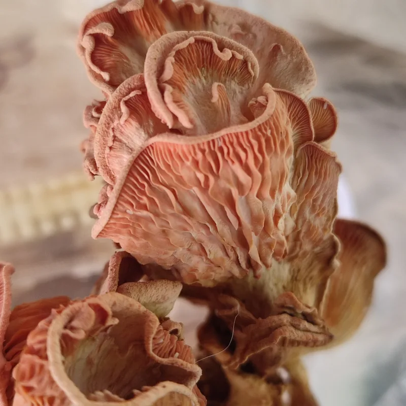 seta rosa (Pleurotus djamor), foto