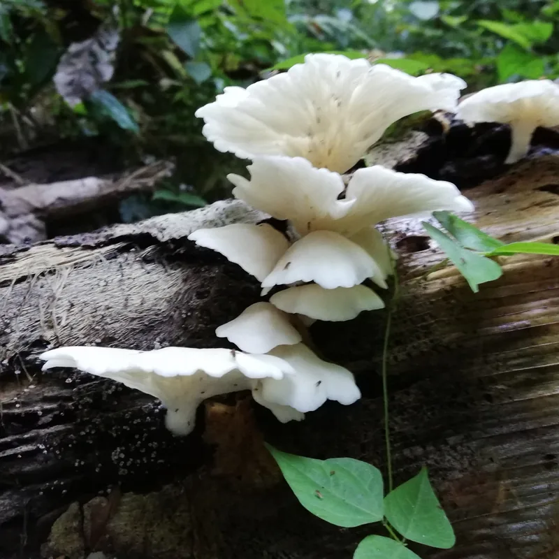 seta rosa (Pleurotus djamor), rasgos para identificarlo