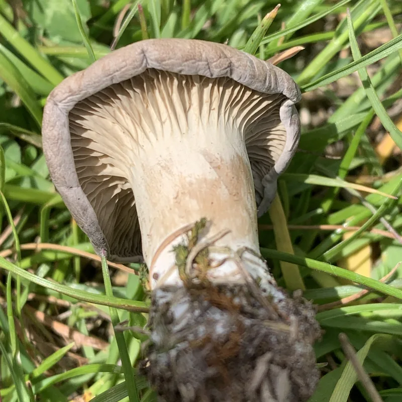 Seta de cardo (Pleurotus eryngii), rasgos para identificarlo