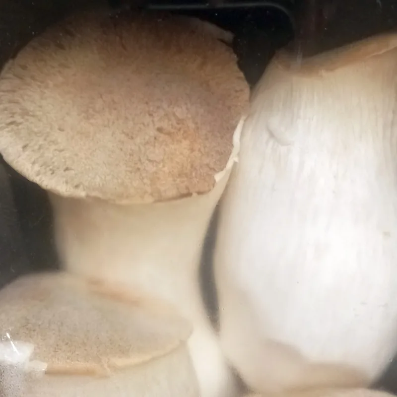 Seta de cardo (Pleurotus eryngii), rasgos para identificarlo