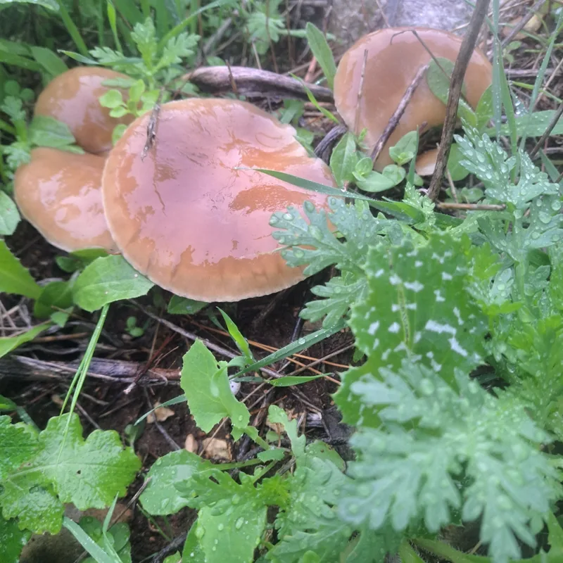 Seta de cardo (Pleurotus eryngii), rasgos para identificarlo