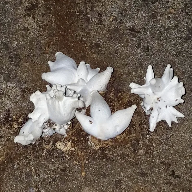 Seta de cardo (Pleurotus eryngii), rasgos para identificarlo