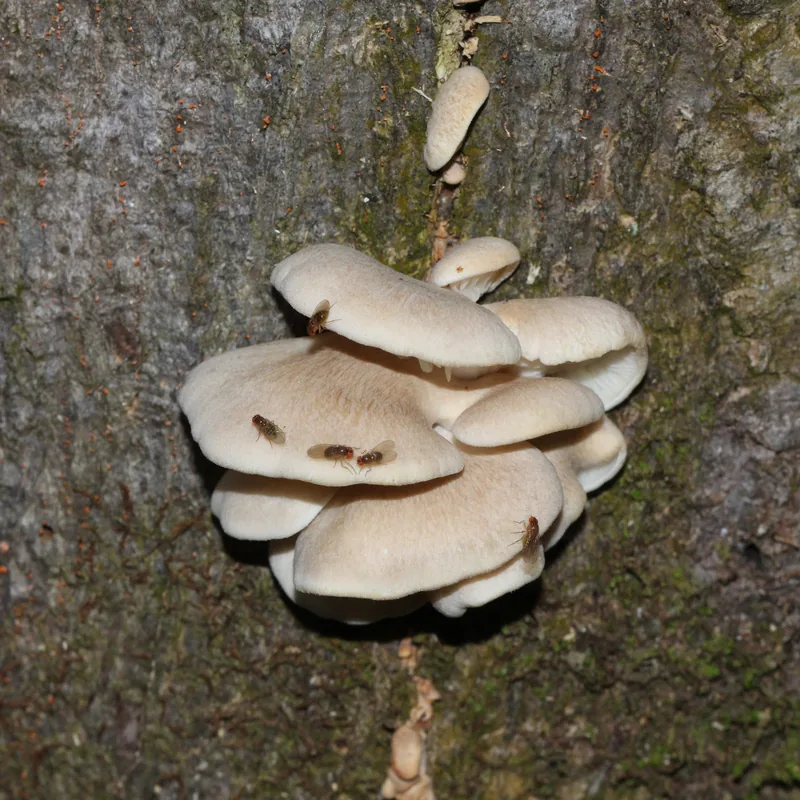 seta (Pleurotus ostreatus), rasgos para identificarlo
