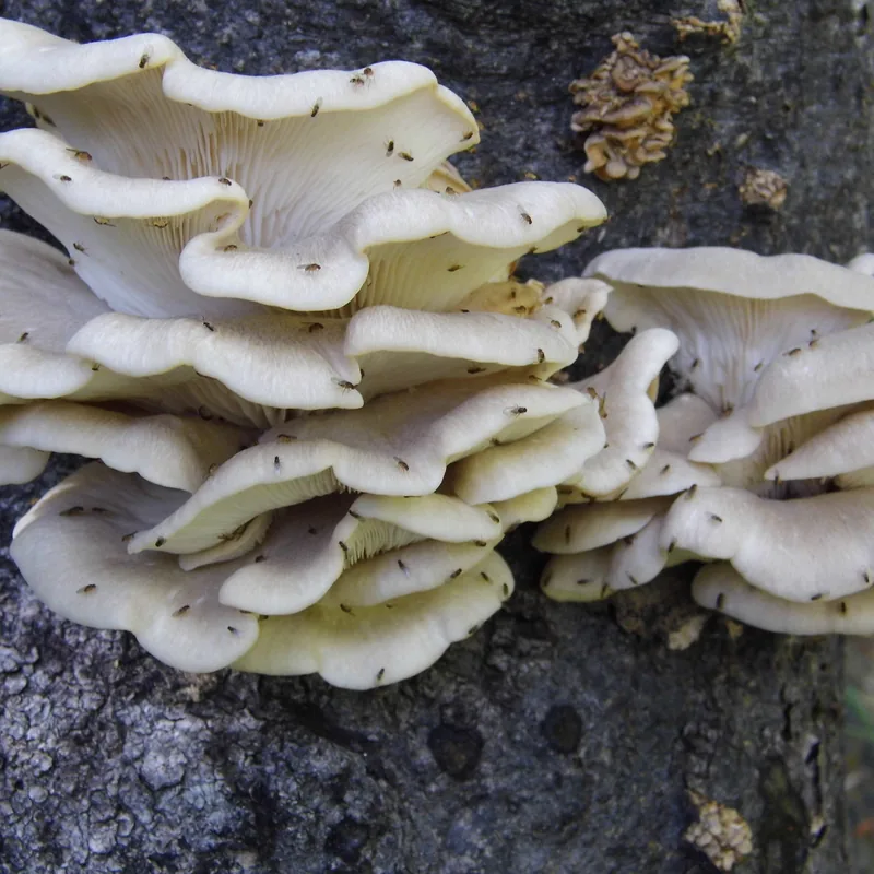 seta (Pleurotus ostreatus), rasgos para identificarlo