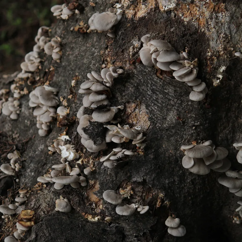 seta (Pleurotus ostreatus), rasgos para identificarlo