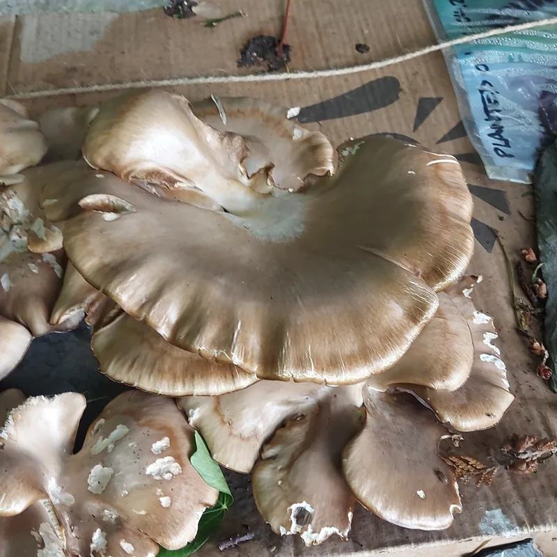 seta (Pleurotus ostreatus), foto