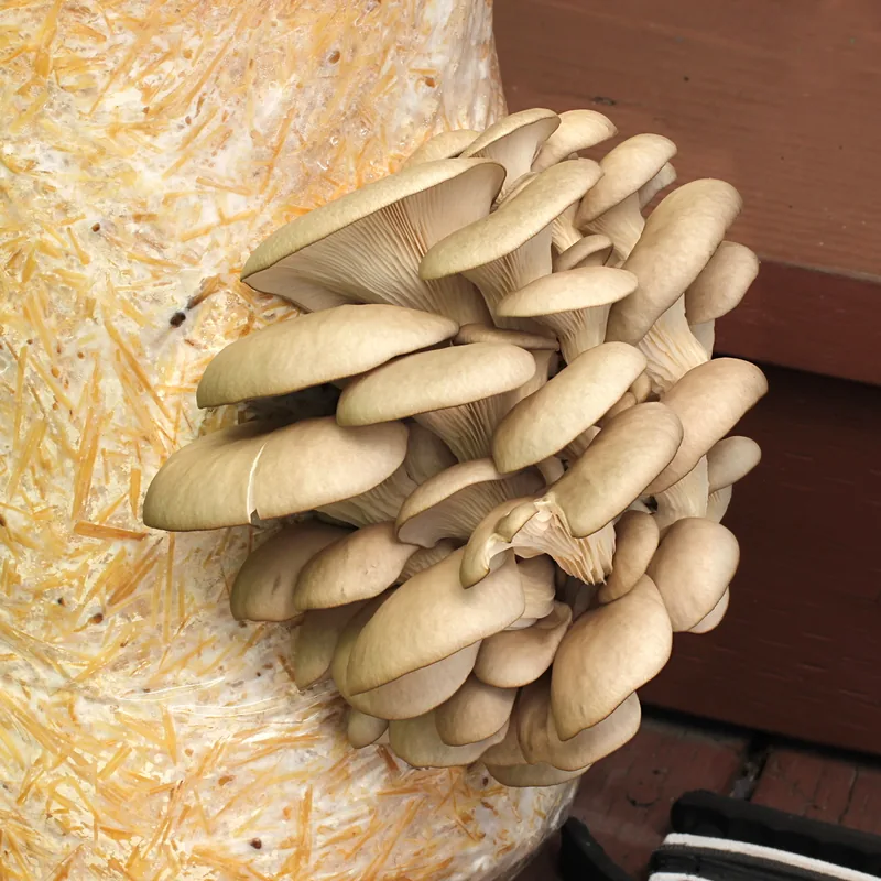 seta (Pleurotus ostreatus), rasgos para identificarlo