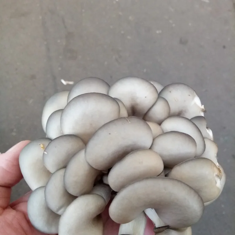 seta (Pleurotus ostreatus), rasgos para identificarlo