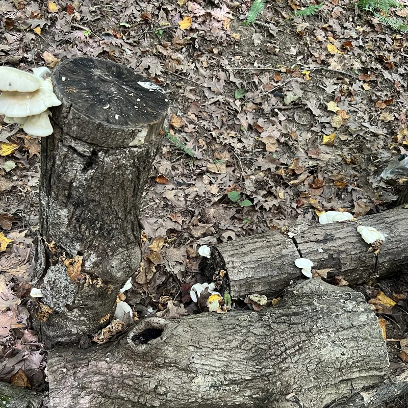 Seta de verano (Pleurotus pulmonarius), rasgos para identificarlo