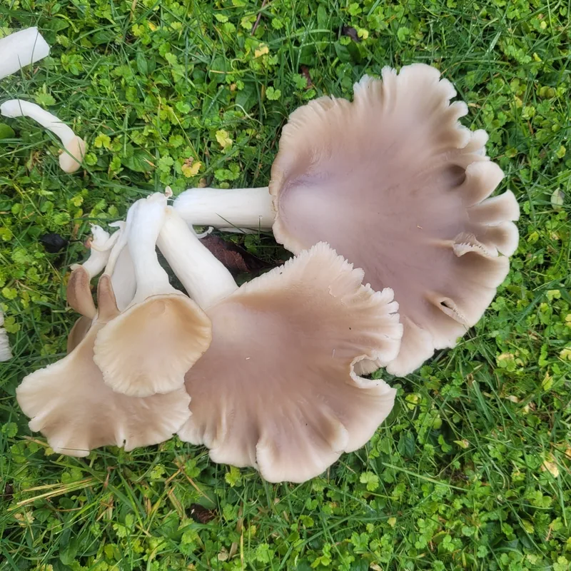 Seta de verano (Pleurotus pulmonarius), rasgos para identificarlo