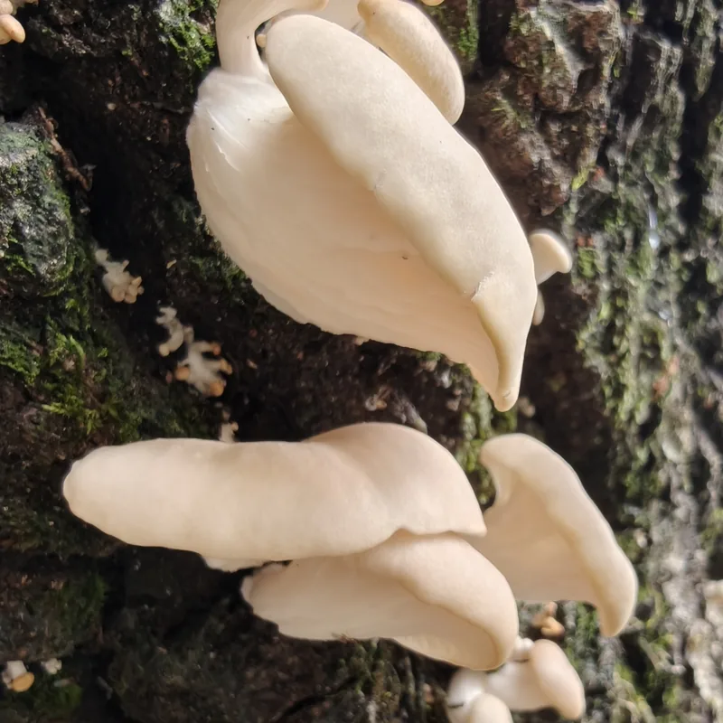 Seta de verano (Pleurotus pulmonarius), rasgos para identificarlo