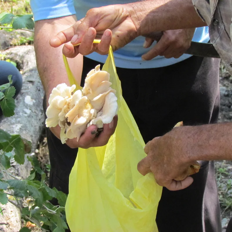 Seta de verano (Pleurotus pulmonarius), rasgos para identificarlo