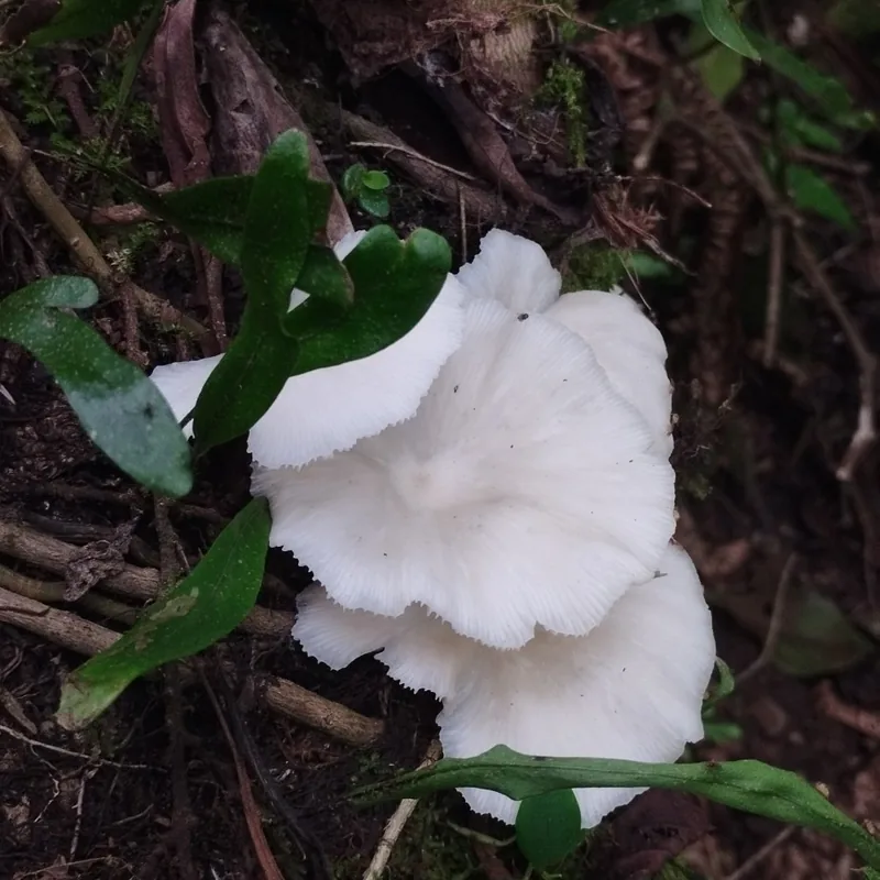 Seta de verano (Pleurotus pulmonarius), rasgos para identificarlo