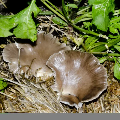 Seta de verano (Pleurotus pulmonarius), foto