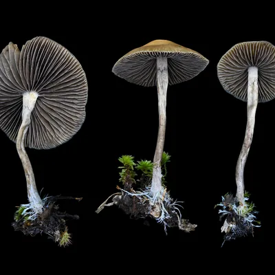 Niñitos (Psilocybe aztecorum), foto