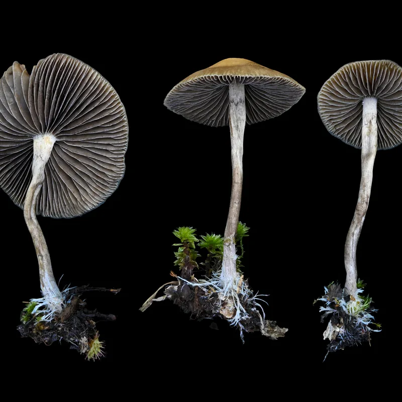 Niñitos (Psilocybe aztecorum), foto