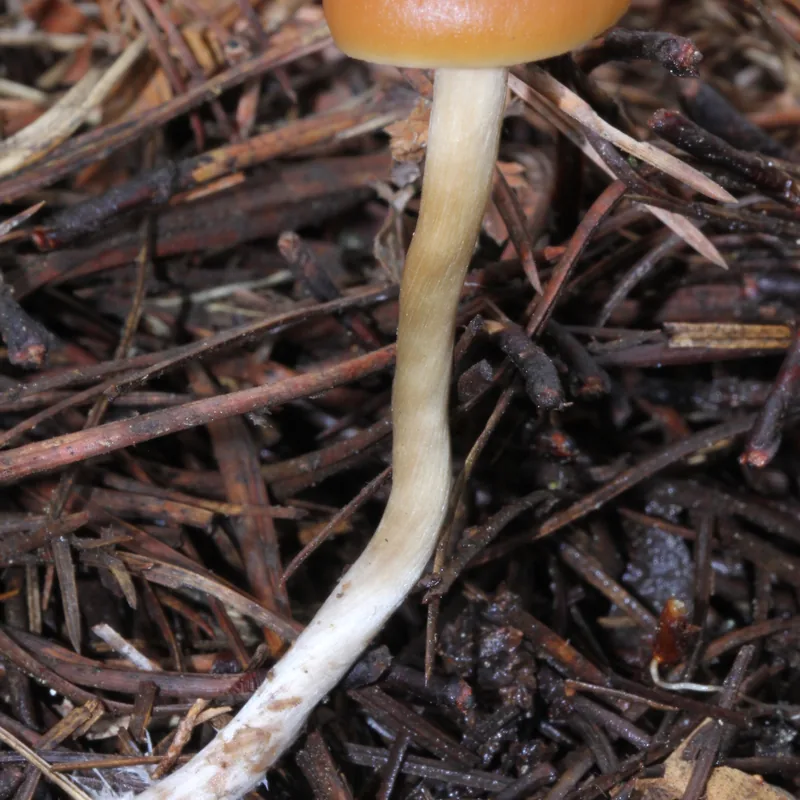Niñitos (Psilocybe aztecorum), rasgos para identificarlo