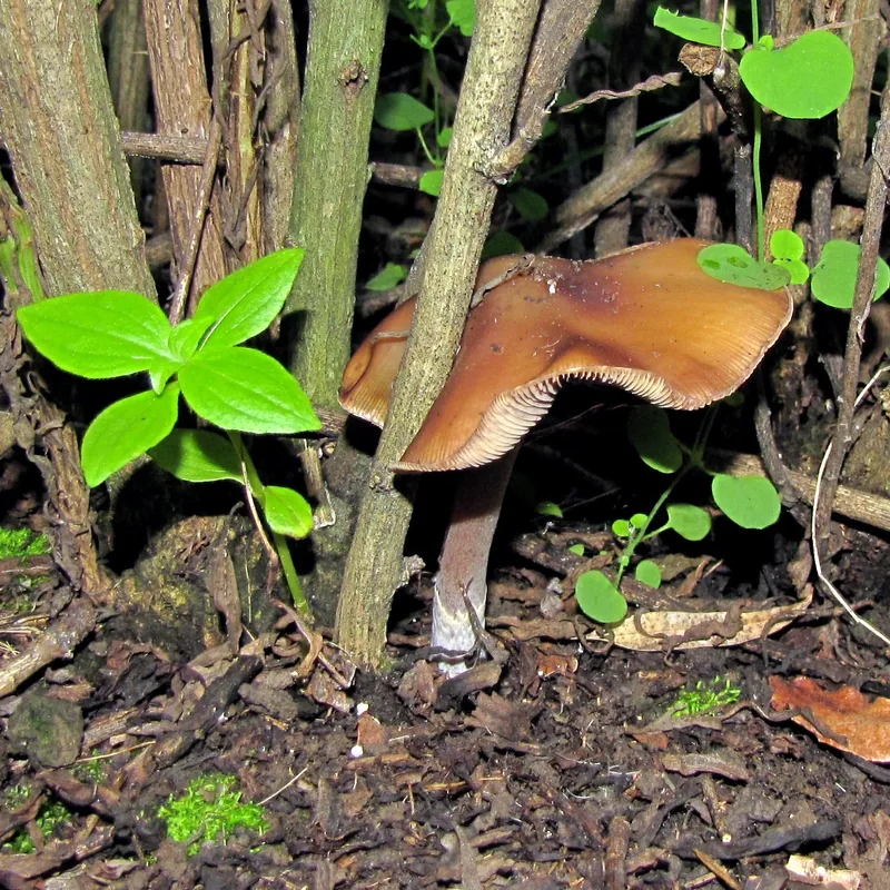 derrumbe (Psilocybe caerulescens), foto