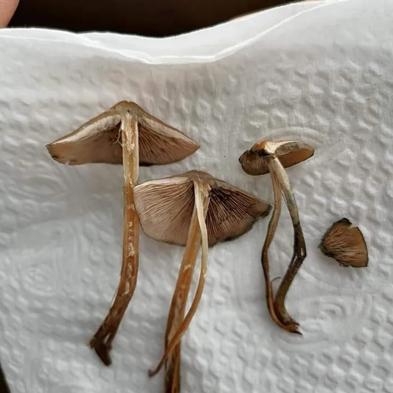 derrumbe (Psilocybe caerulescens), rasgos para identificarlo