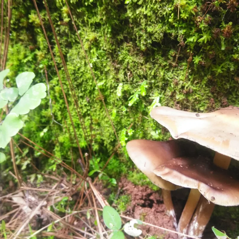 derrumbe (Psilocybe caerulescens), rasgos para identificarlo