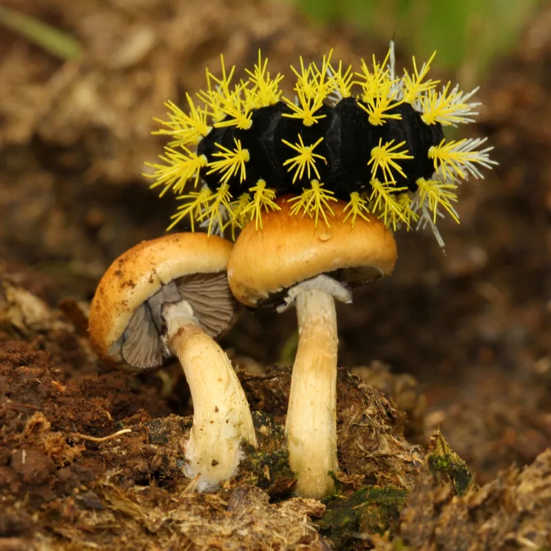 San Isidro (Psilocybe cubensis), rasgos para identificarlo