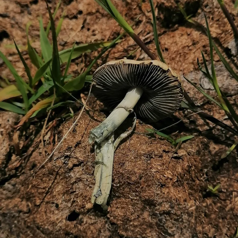 San Isidro (Psilocybe cubensis), rasgos para identificarlo