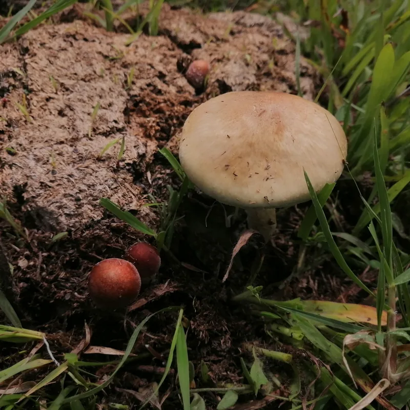 San Isidro (Psilocybe cubensis), rasgos para identificarlo
