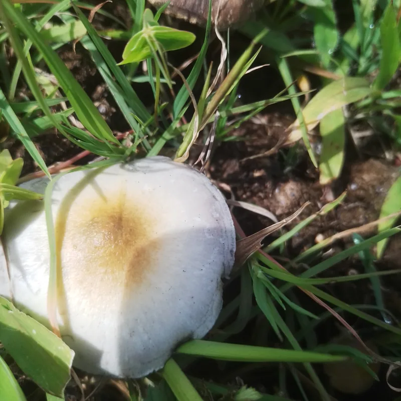 San Isidro (Psilocybe cubensis), rasgos para identificarlo