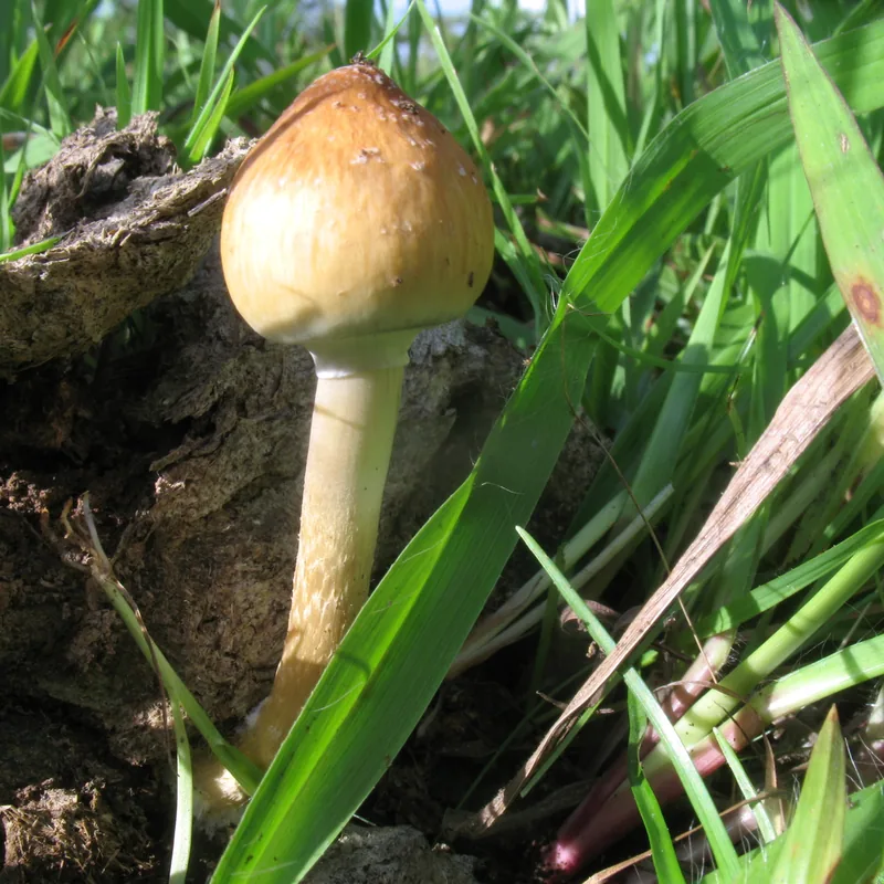 San Isidro (Psilocybe cubensis), foto