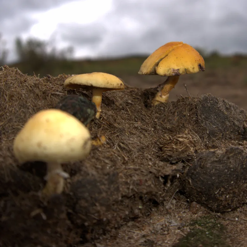 San Isidro (Psilocybe cubensis), rasgos para identificarlo