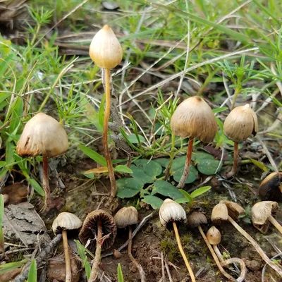 Pajarito (Psilocybe mexicana), foto
