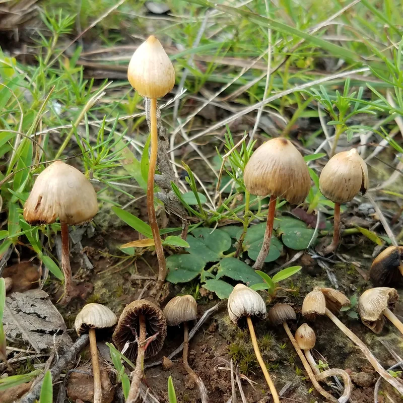 Pajarito (Psilocybe mexicana), foto
