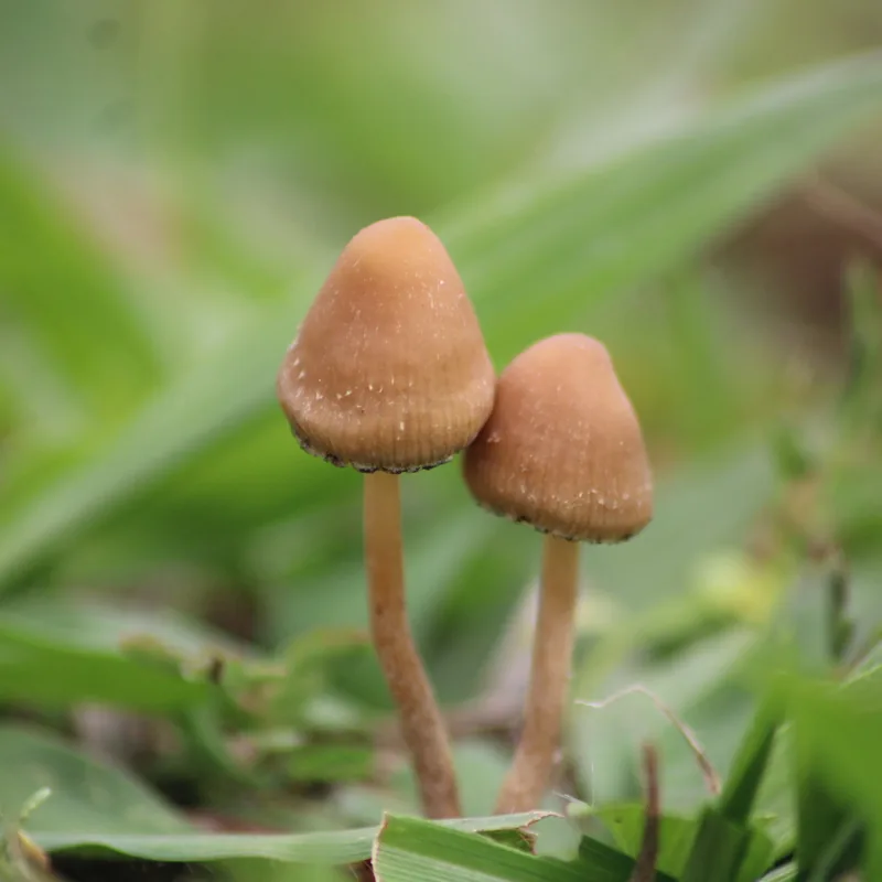 Pajarito (Psilocybe mexicana), rasgos para identificarlo