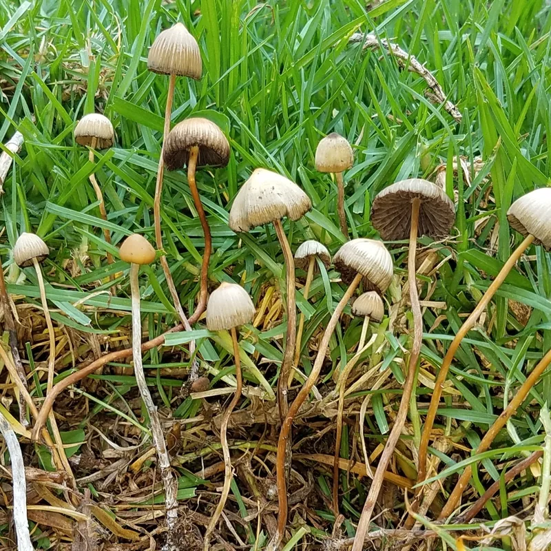 Pajarito (Psilocybe mexicana), rasgos para identificarlo
