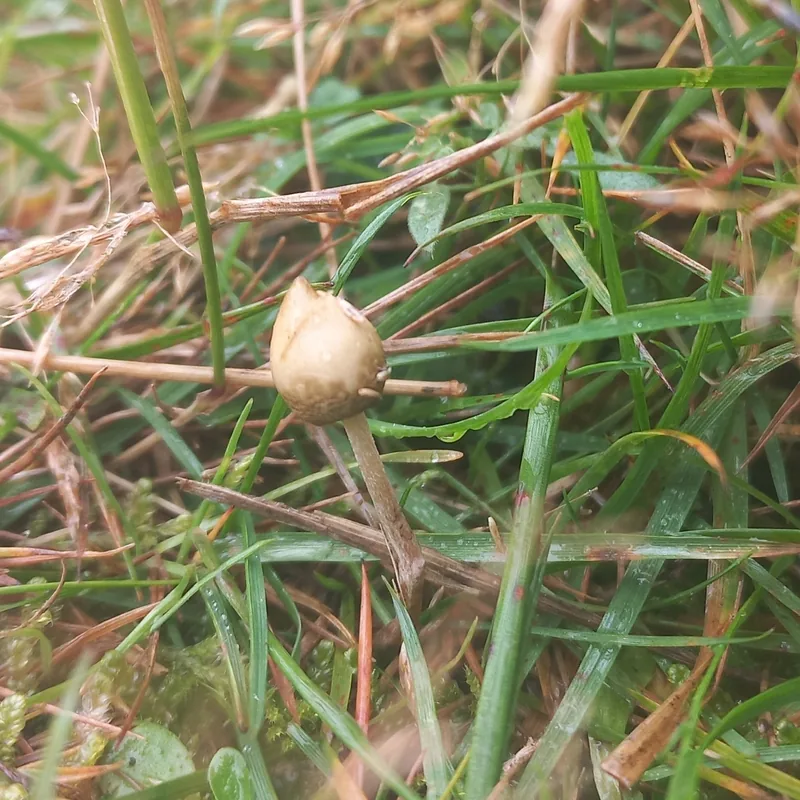 mongui (Psilocybe semilanceata), rasgos para identificarlo