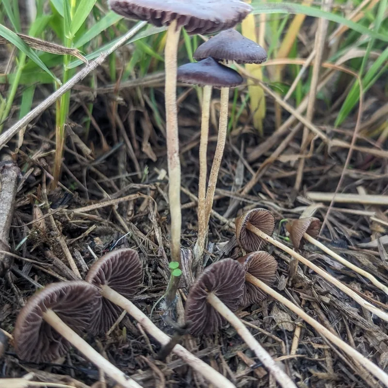 mongui (Psilocybe semilanceata), rasgos para identificarlo