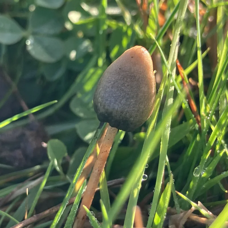 mongui (Psilocybe semilanceata), rasgos para identificarlo