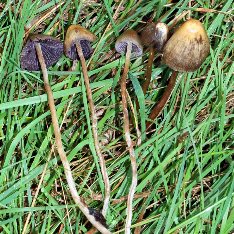 mongui (Psilocybe semilanceata), foto
