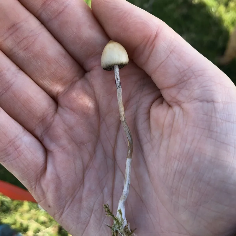 mongui (Psilocybe semilanceata), rasgos para identificarlo