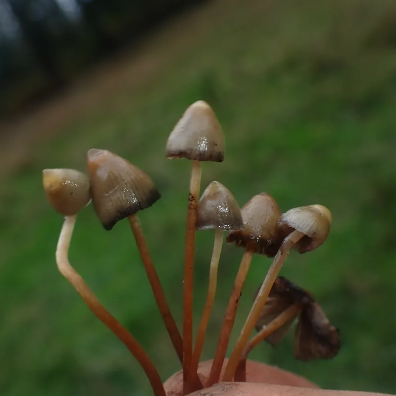 mongui (Psilocybe semilanceata), rasgos para identificarlo