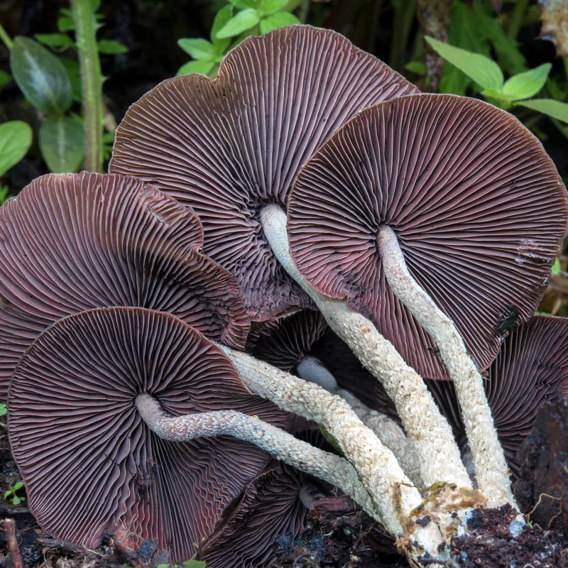 Cañadas (Psilocybe zapotecorum), rasgos para identificarlo