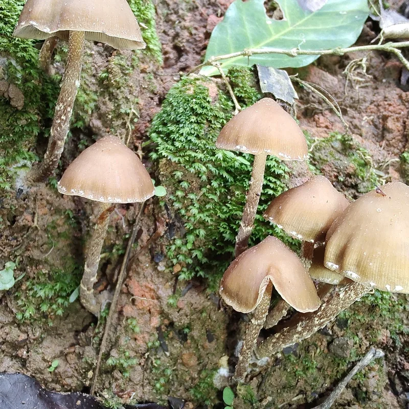 Cañadas (Psilocybe zapotecorum), rasgos para identificarlo