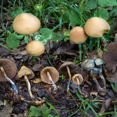 Cañadas (Psilocybe zapotecorum), foto