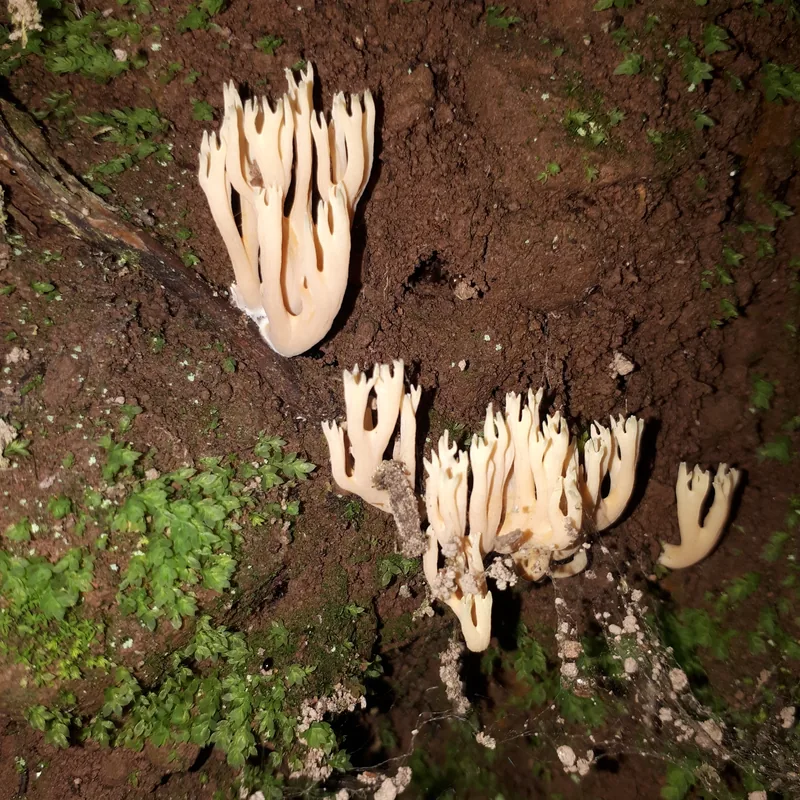 Escobeta (Ramaria), rasgos para identificarlo