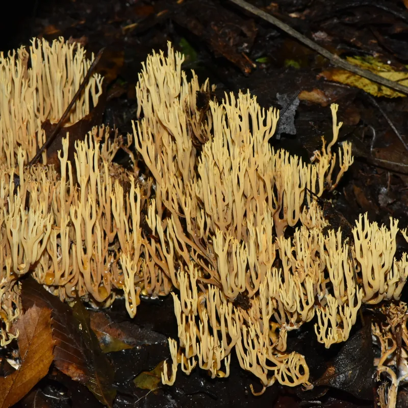 Escobeta (Ramaria), rasgos para identificarlo