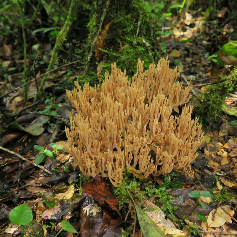 Escobeta (Ramaria), rasgos para identificarlo