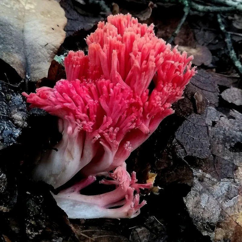Escobeta (Ramaria), foto