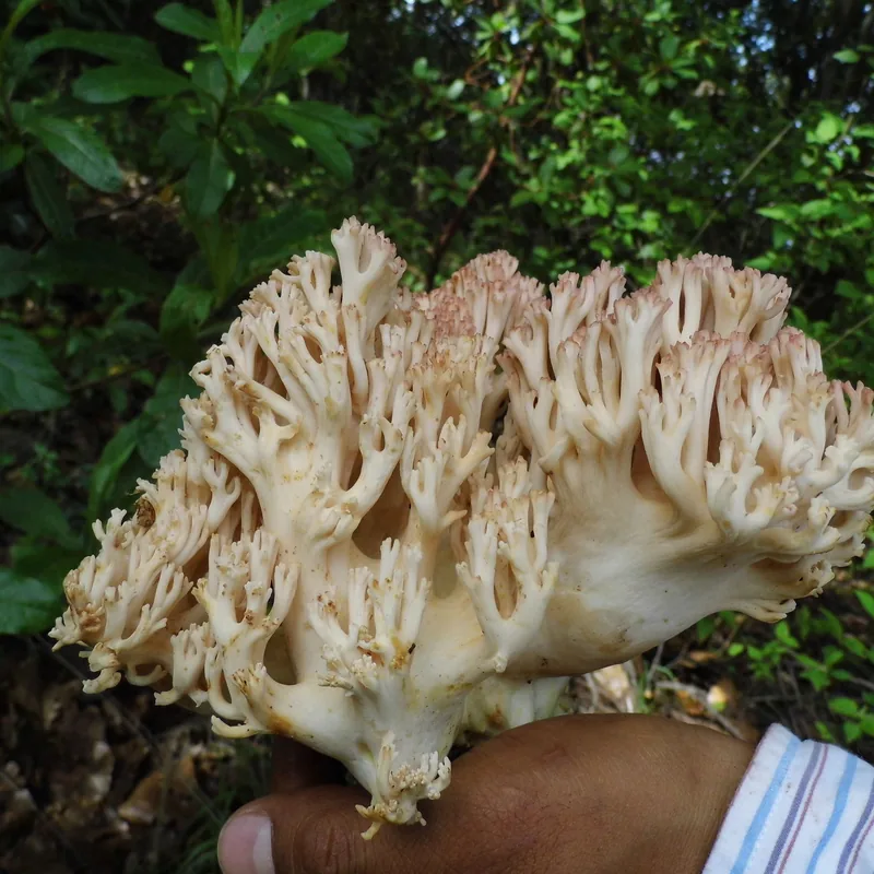Escobeta (Ramaria), rasgos para identificarlo