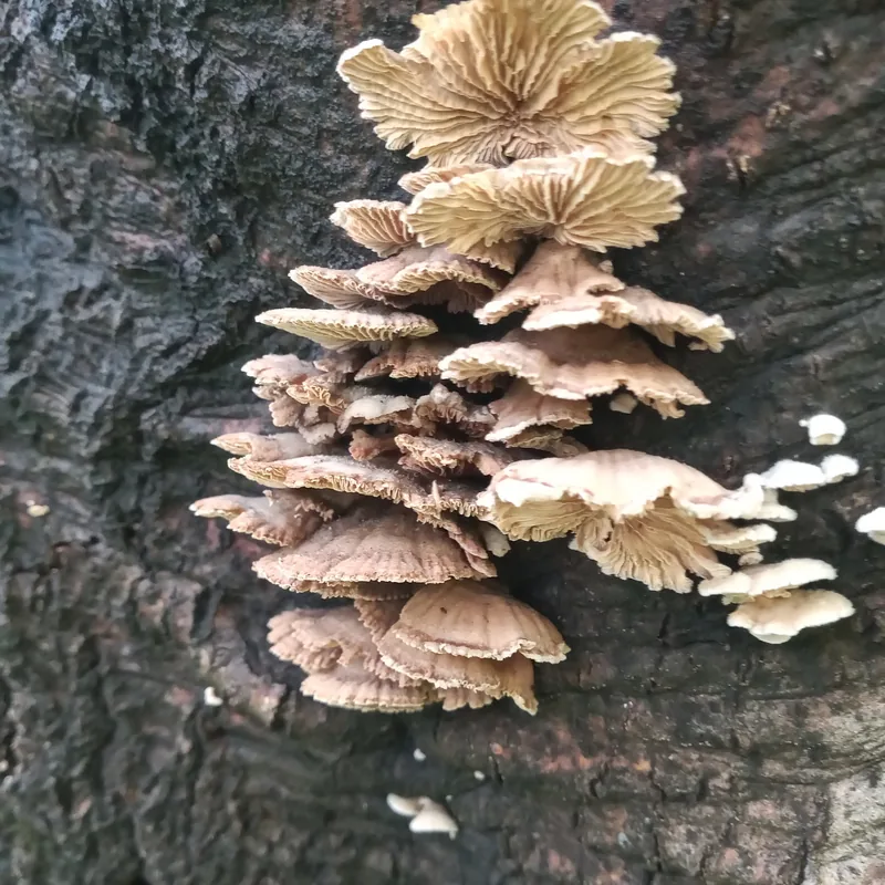 oreja de palo (Schizophyllum commune), rasgos para identificarlo